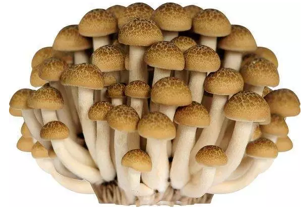 http://m.haobiaohui.com/ewebeditor/uploadfile/20170914091421667001.png